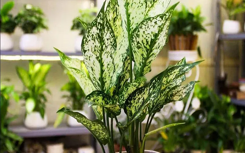 Cây Ngọc Ngân mang ý nghĩa chiêu tài lộc và tình yêu bền vững