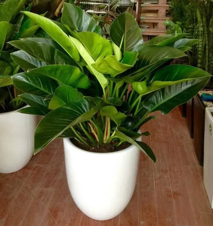 Vẻ đẹp uy quyền của cây cảnh mini Đại Đế Vương, phù hợp với người lãnh đạo