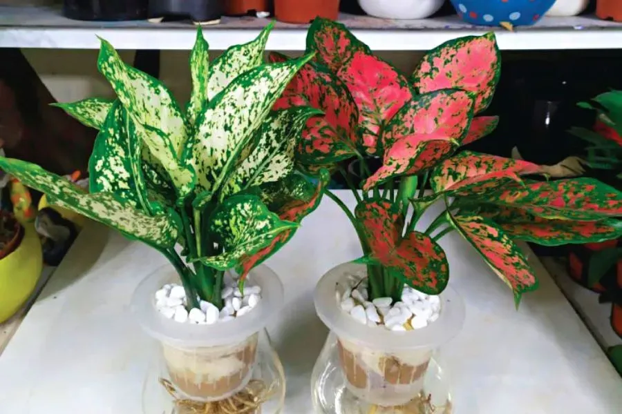 Cây Vạn Lộc thu hút tài lộc dồi dào