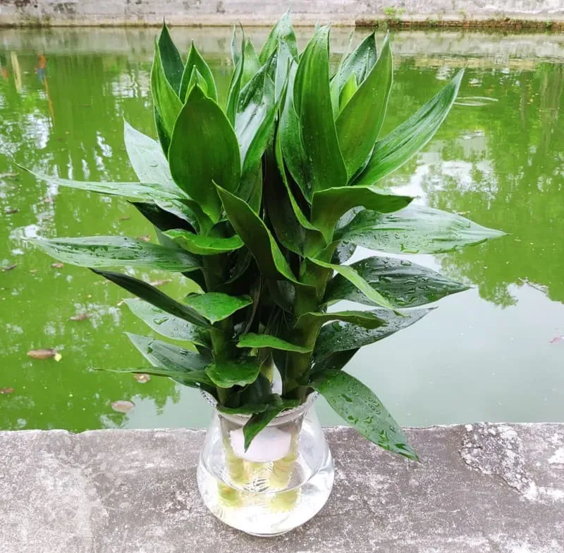 Cây Phát Lộc với thân cây thẳng đứng, mềm dẻo, dễ tạo hình