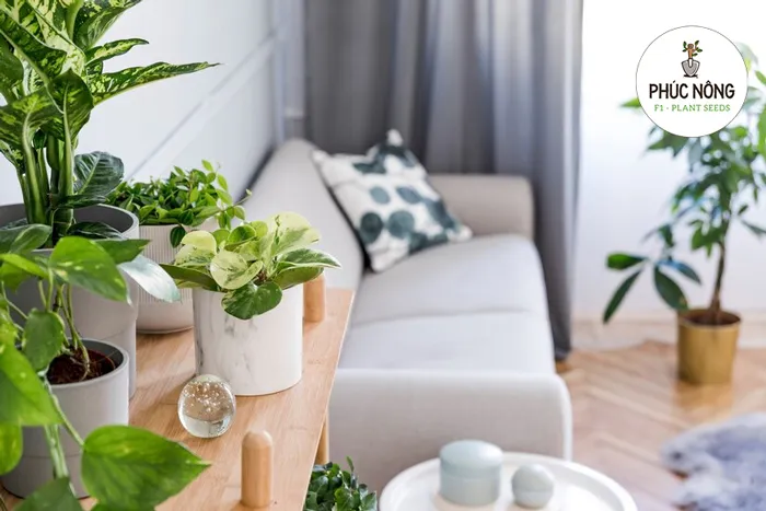 Trồng cây cảnh giúp cải thiện phong thủy và thu hút may mắn