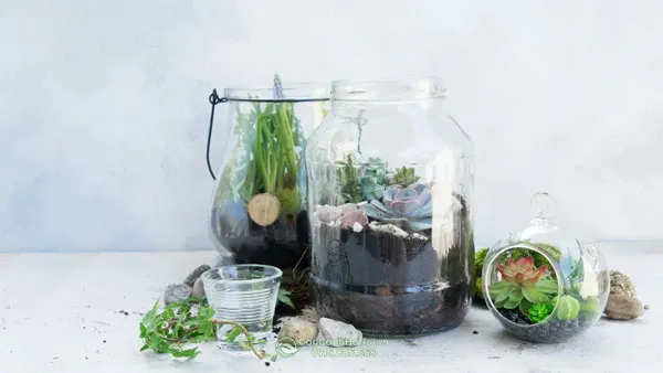 Cây cảnh bán cạn được trồng trong bình thủy tinh
