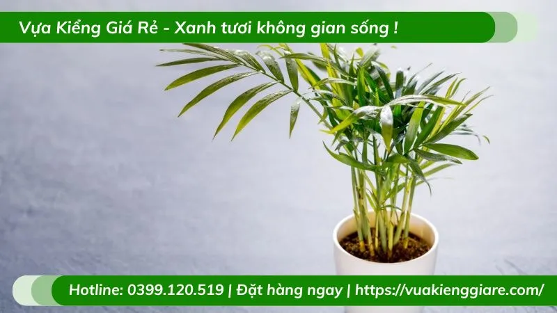 Cây Cau Tiểu Trâm trồng trong chậu sứ trắng nhỏ gọn, để cạnh cửa sổ