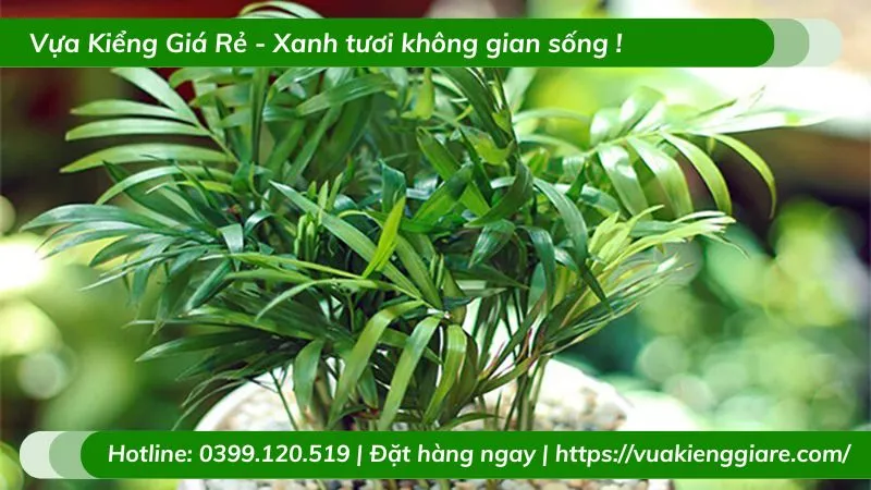 Cây Cau Tiểu Trâm trồng trong chậu nhỏ để bàn làm việc