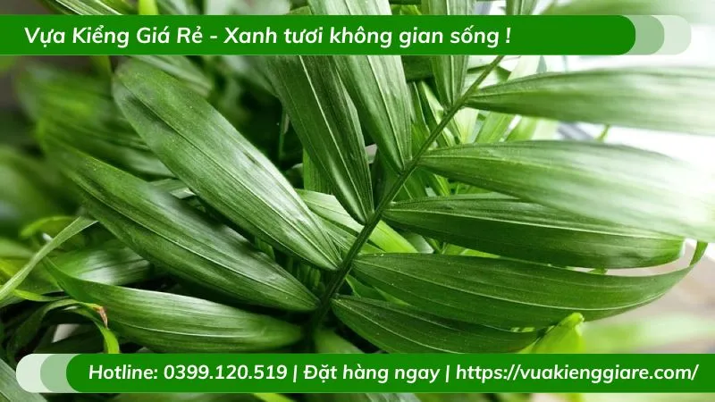 Hình ảnh cận cảnh những chiếc lá xanh mướt của Cau Tiểu Trâm
