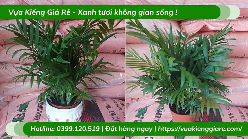 Cây Cau Tiểu Trâm đặt ở bàn làm việc trong phòng có ánh sáng tự nhiên