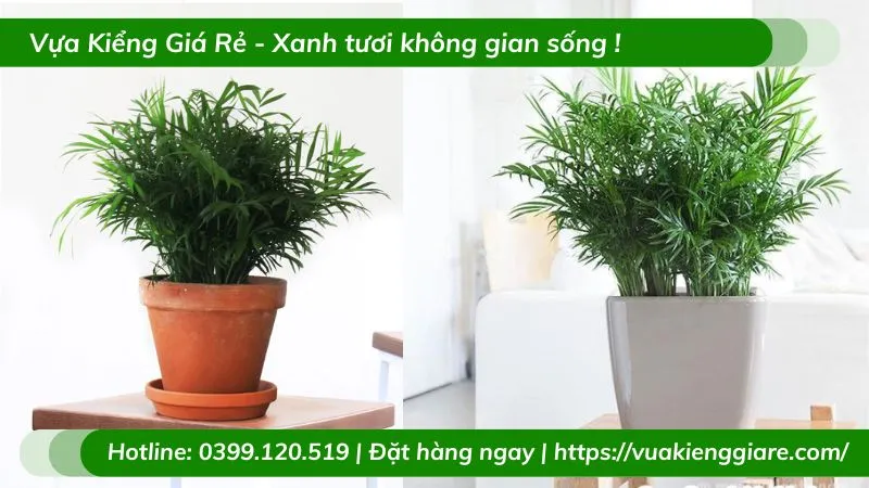 Cận cảnh Cau Tiểu Trâm được đặt trong văn phòng, tạo không gian xanh mát