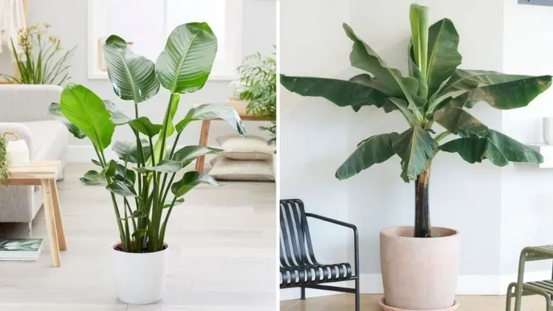 Cây chuối cảnh mang nhiều ý nghĩa phong thủy tốt đẹp