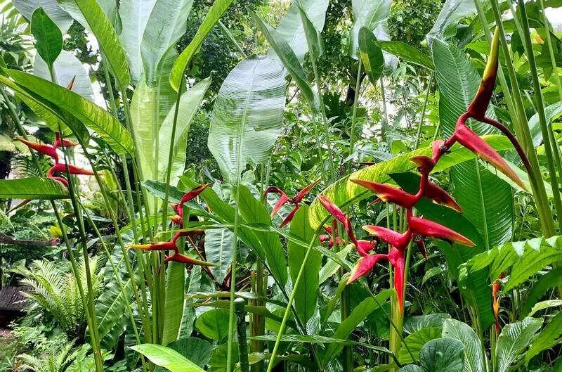 Chuối cảnh phượng hoàng với sắc đỏ nổi bật