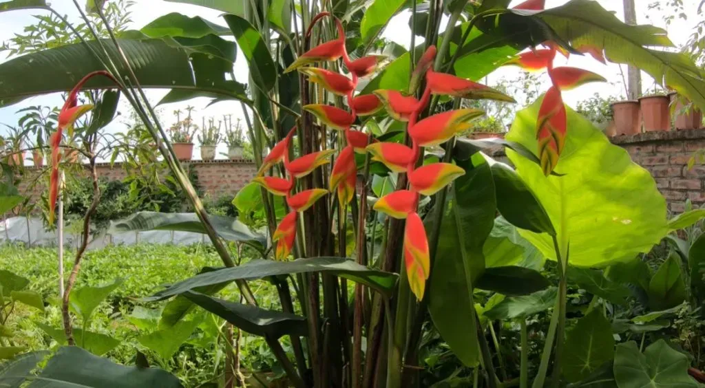 Hoa cây chuối cảnh sở hữu vẻ đẹp rạng rỡ, độc đáo