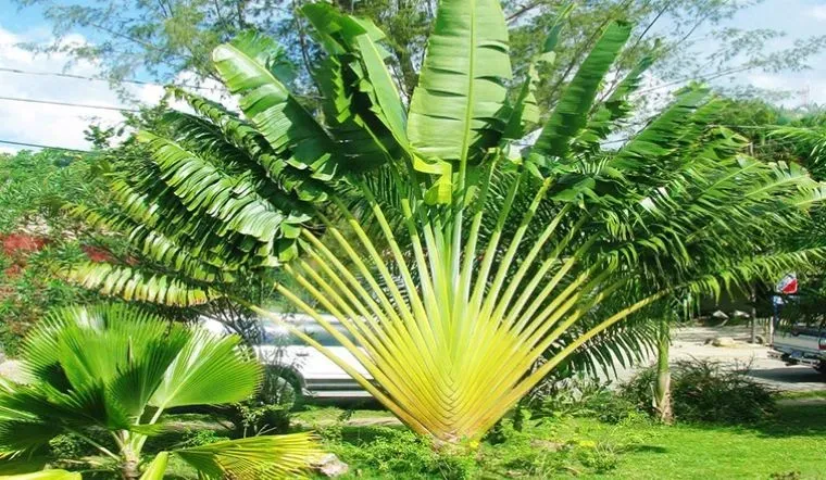 Cây chuối cảnh rẻ quạt nổi bật với hình dạng độc đáo