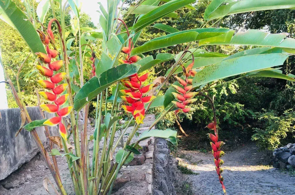 Chuối cảnh phượng hoàng hứa hẹn sẽ là điểm nhấn thú vị cho ngôi nhà của bạn