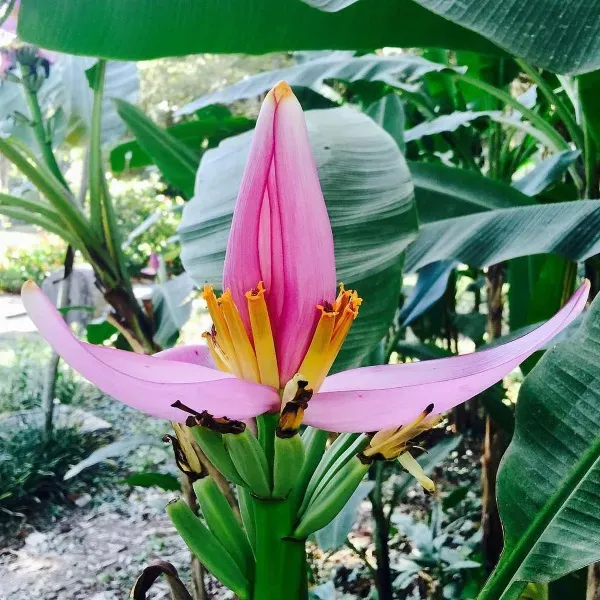 Cây chuối sen hồng nổi tiếng bởi hình dạng lạ mắt, độc đáo