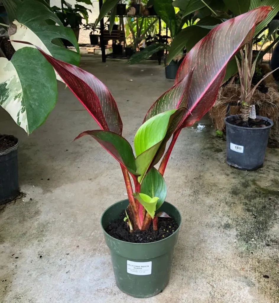 Cây chuối cảnh lá đỏ được yêu thích nhờ vẻ đẹp khác lạ