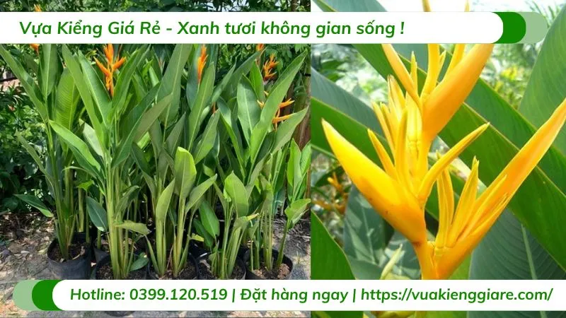 Cận cảnh cụm hoa chuối mỏ két Thái Lan màu đỏ cam