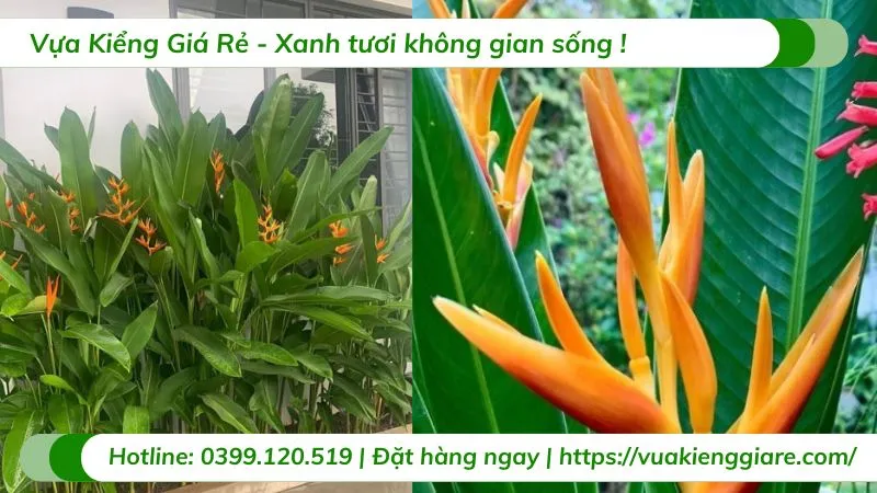 Chuẩn bị đất tơi xốp và giàu dinh dưỡng để trồng chuối mỏ két