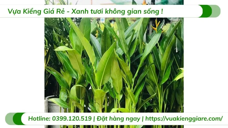 Kỹ thuật trồng cây chuối mỏ két giống đúng cách