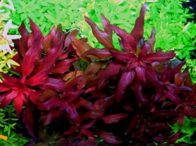 Cây đại hồng huyết với sắc đỏ mê hoặc