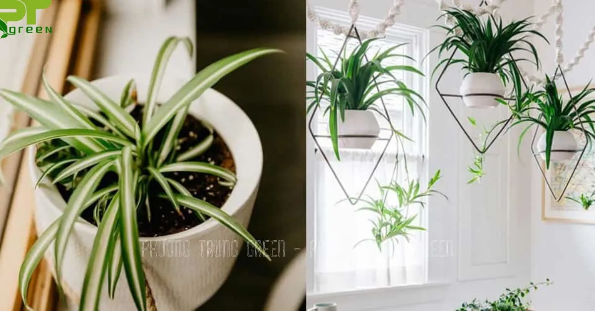 Chậu treo cây dây nhện có khả năng làm sạch không khí