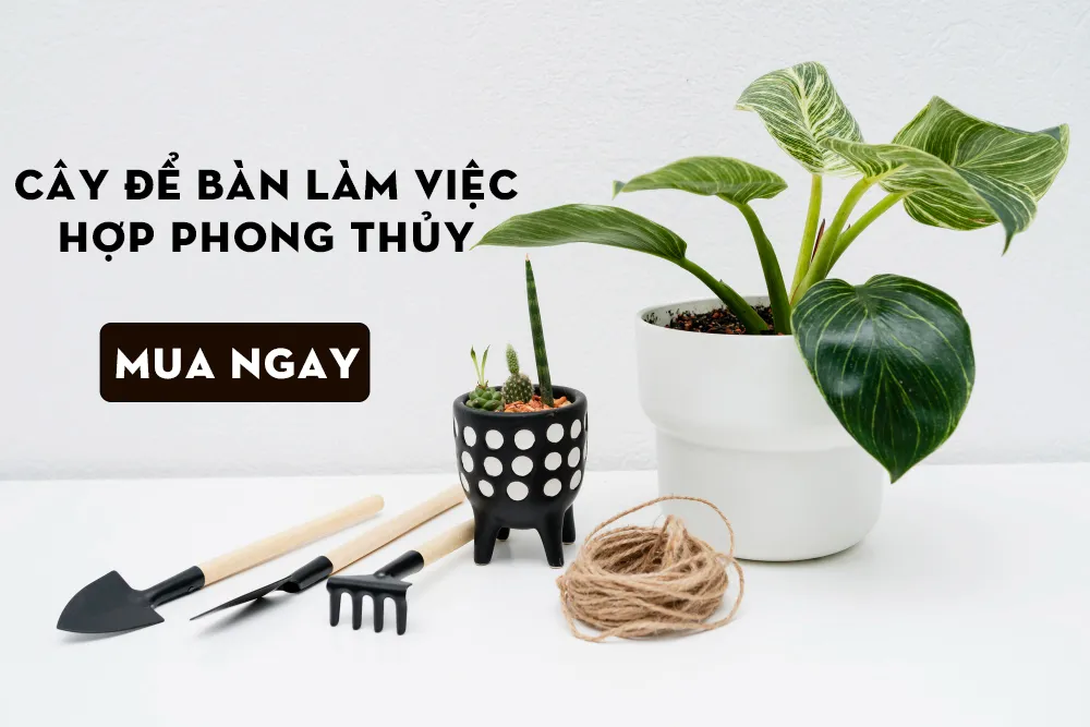 Cây để bàn làm việc hợp phong thủy