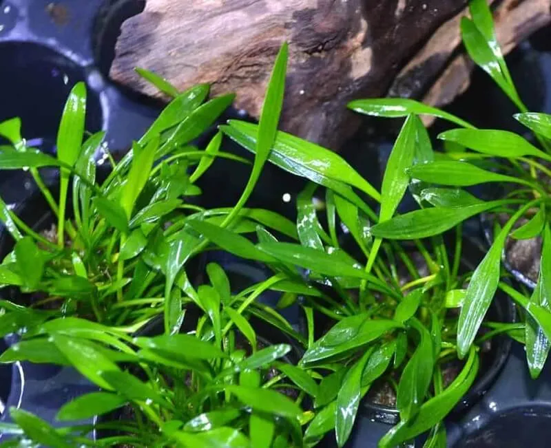 Cây đình lịch thường được dùng làm hậu cảnh