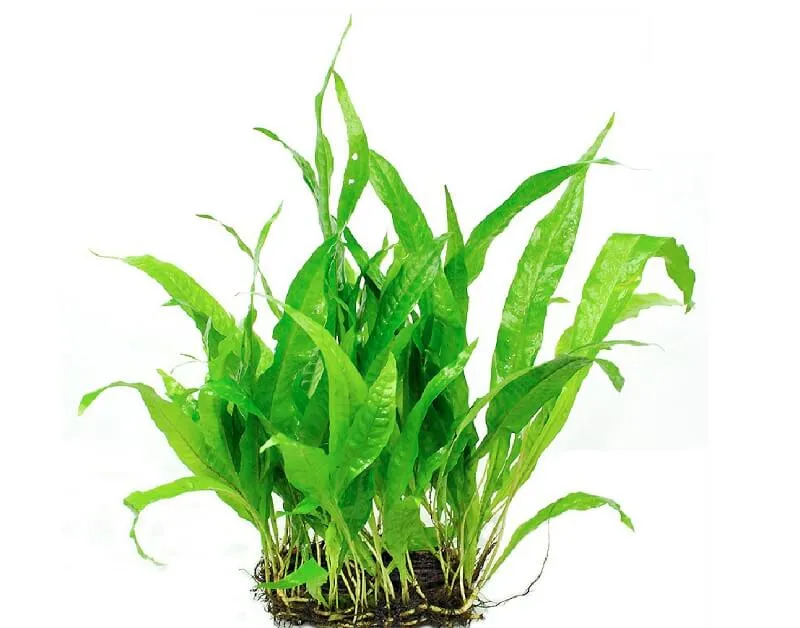 Cây dương xỉ java, dễ trồng cho người mới chơi