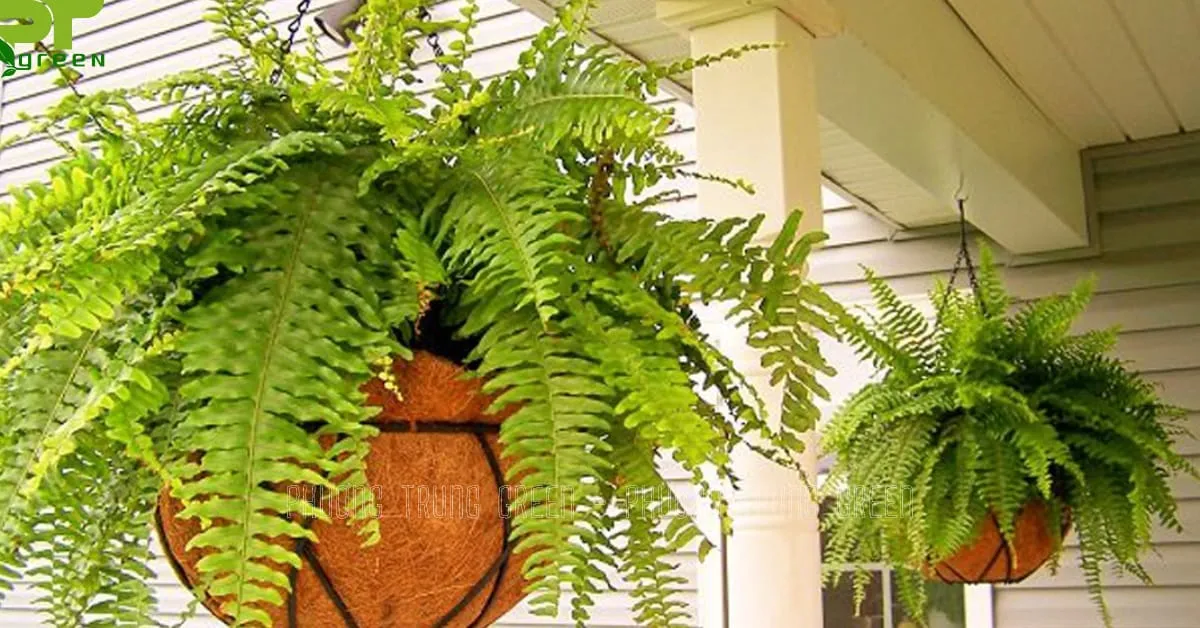 Chậu treo cây dương xỉ thanh thoát dễ chăm sóc