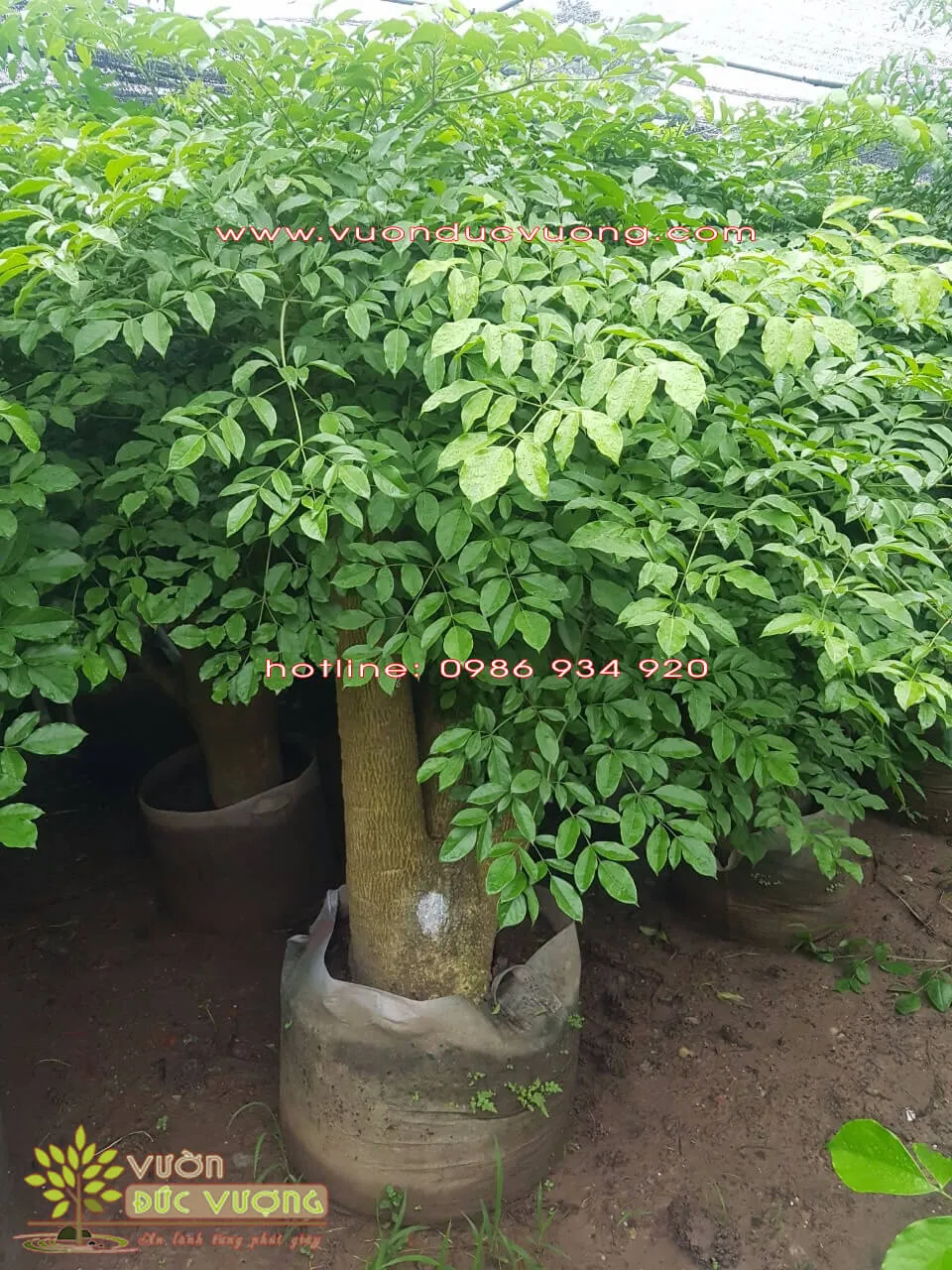 Chậu cây hạnh phúc được chăm sóc kỹ thuật đang phát triển tốt trong môi trường bán bóng