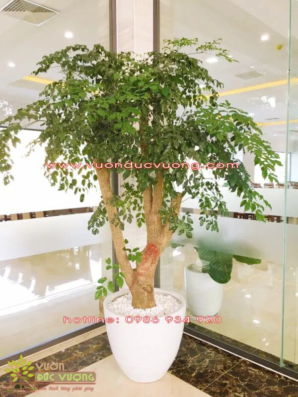 Cận cảnh tán lá xanh tươi của cây hạnh phúc, biểu tượng cho niềm tin và hy vọng