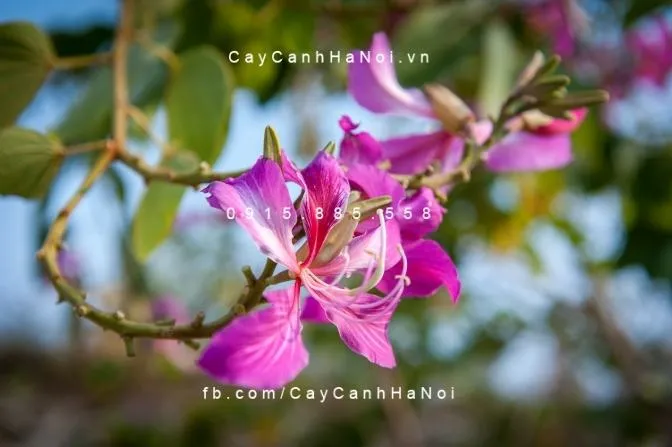 Chùm hoa Ban Tím nhẹ nhàng làm say lòng du khách