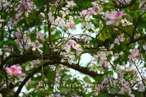 Cây Ban Tím được trồng làm cây công trình tạo bóng mát