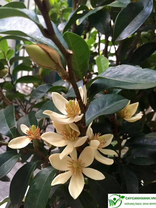 Cây hoa lan tiêu mang trong mình màu sắc bắt mắt và mùi hương thơm nồng nàn