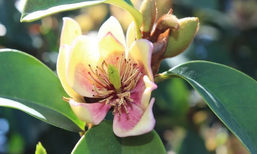 Cần phải áp dụng đúng kỹ thuật để cây hoa lan tiêu ra hoa đẹp và khỏe mạnh