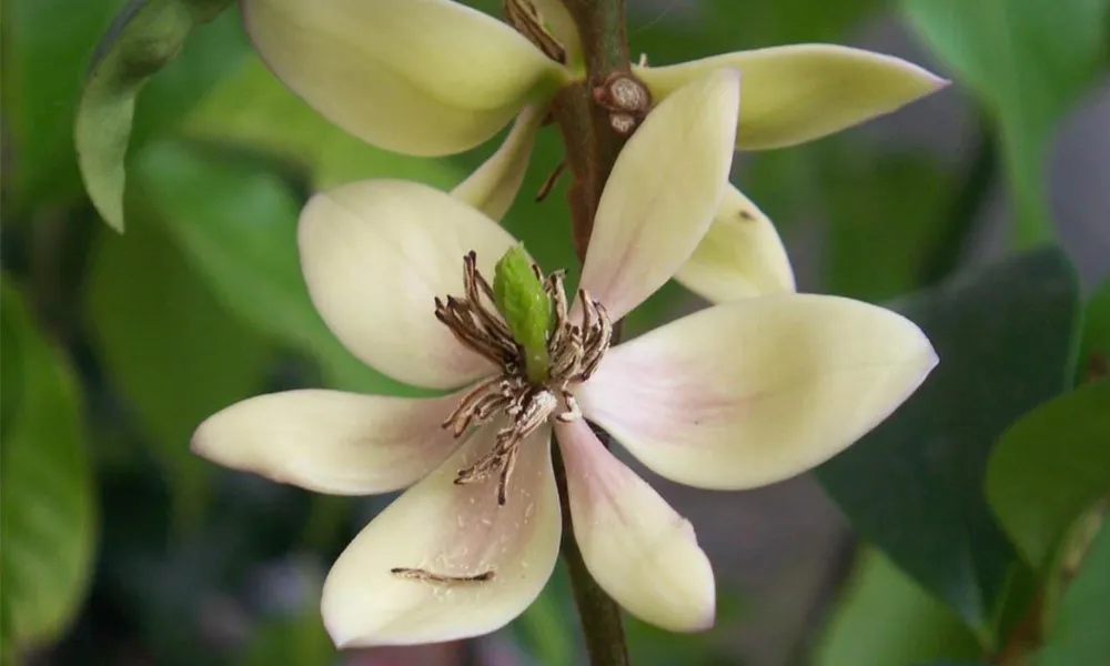 Áp dụng các cách chăm sóc cây hoa lan tiêu đúng cách để cây không bị sâu bệnh tấn công