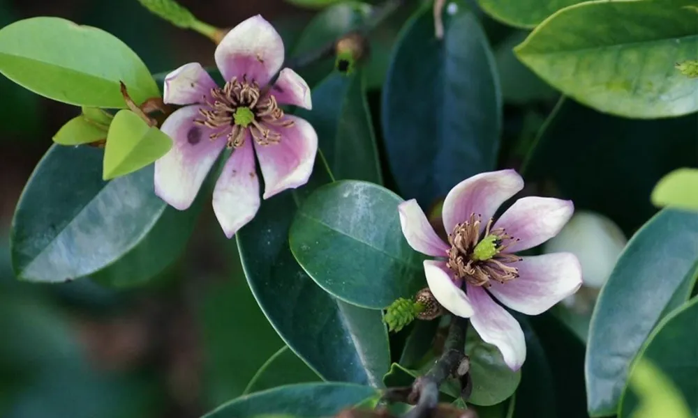 Cây hoa lan tiêu mang lại nhiều yếu tố phong thủy và những điểm lành