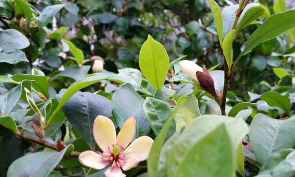 Một số lưu ý khi trồng và chăm sóc cây hoa lan tiêu cho người mới bắt đầu