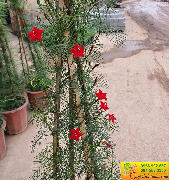 Cây hoa sao leo đỏ
