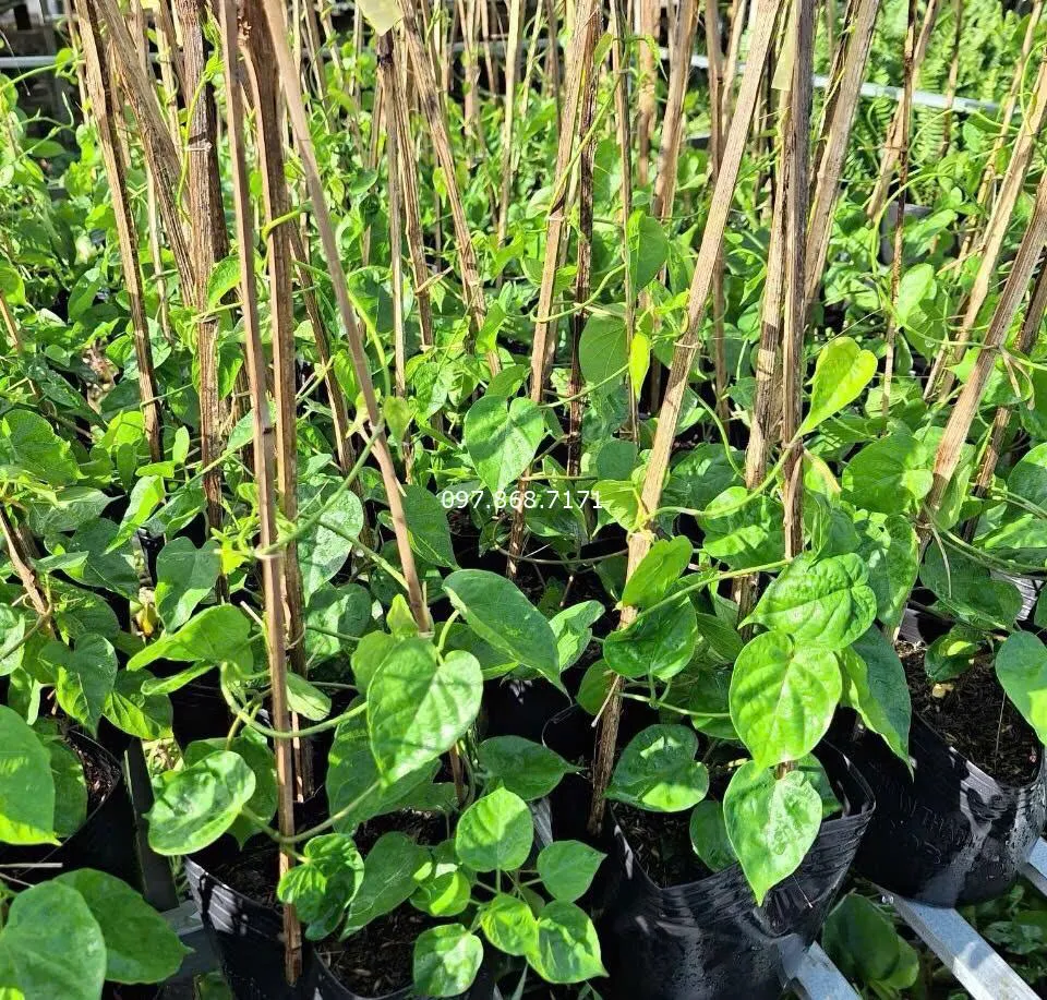 Cây hoa thiên lý giống được nhân bằng hom