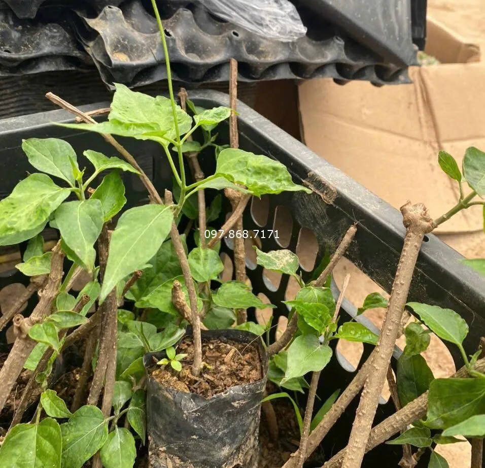 Hình ảnh dây hoa thiên lý đang leo giàn vững chắc