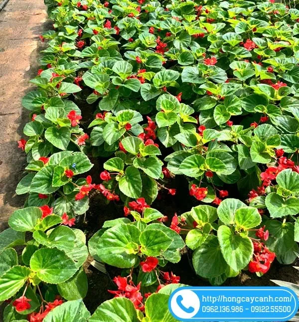 Cây hoa Thu Hải Đường