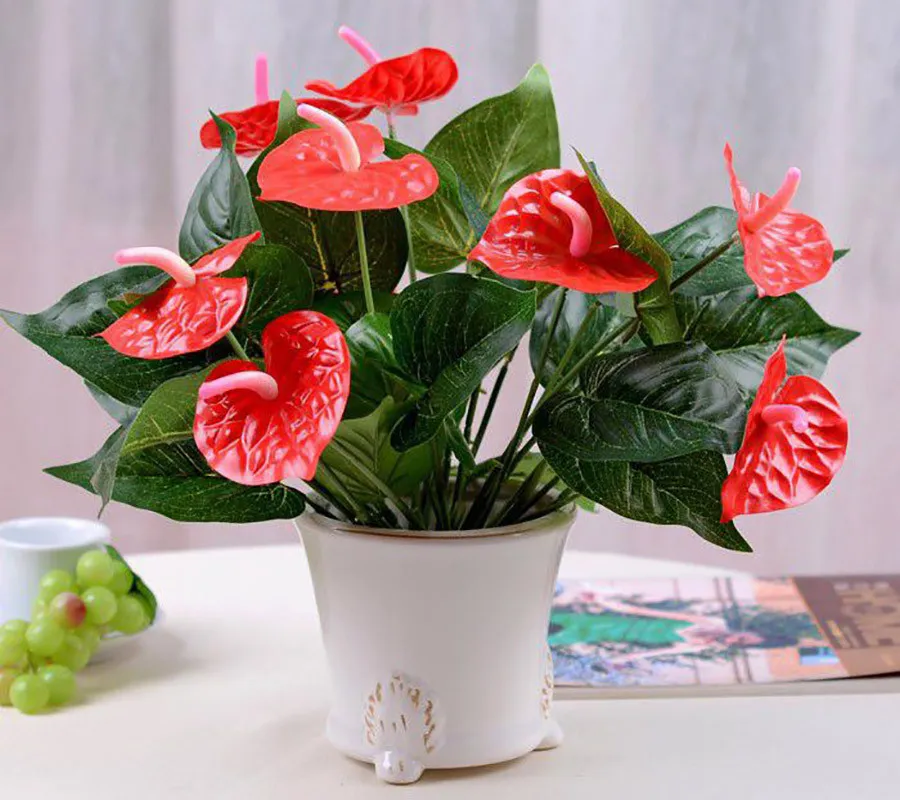 Cây Hồng Môn với hoa màu đỏ tươi và lá hình trái tim