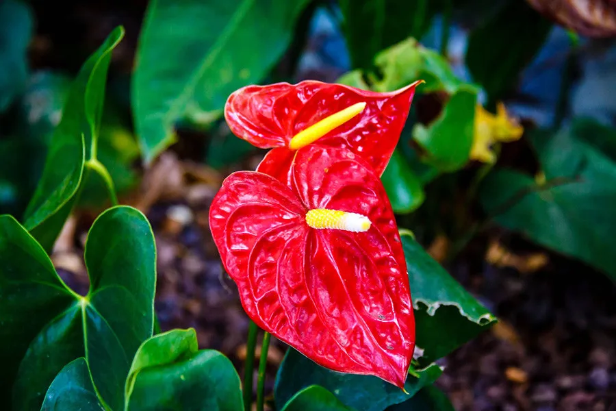 Hoa Hồng Môn màu đỏ tươi, tượng trưng cho may mắn