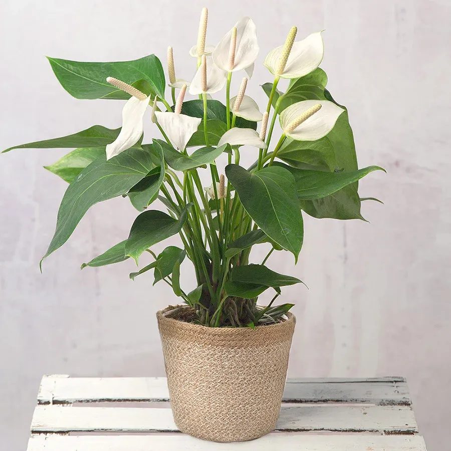 Hồng Môn hoa màu trắng, phù hợp với người mệnh Kim và Thủy