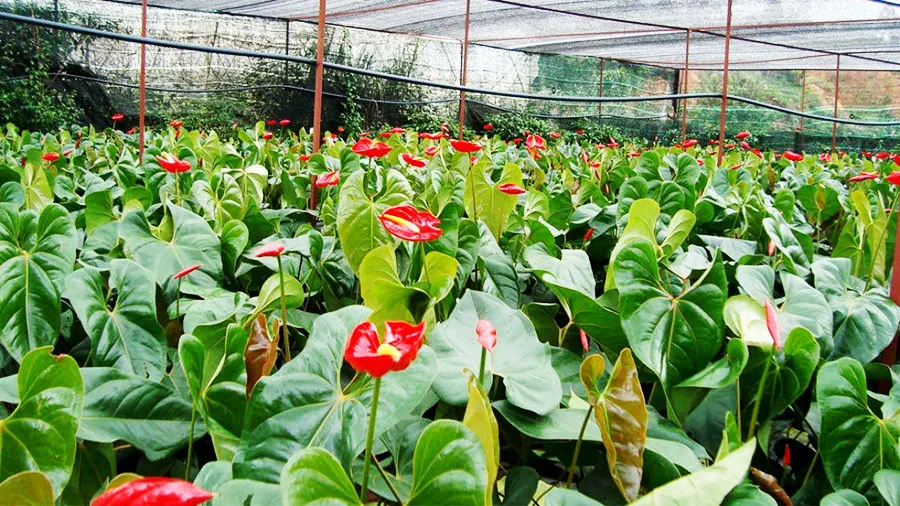 Trồng và chăm sóc Hồng Môn trong chậu đất