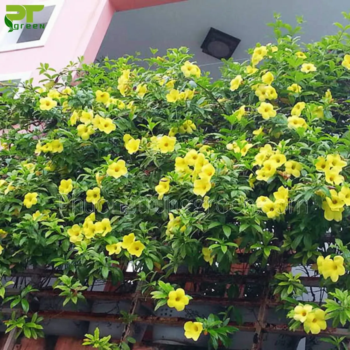 Huỳnh đệ có độc không?