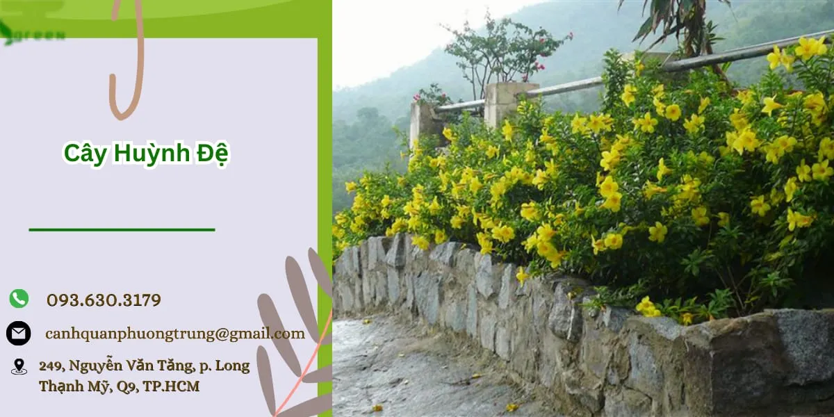 Cây huỳnh đệ giá rẻ