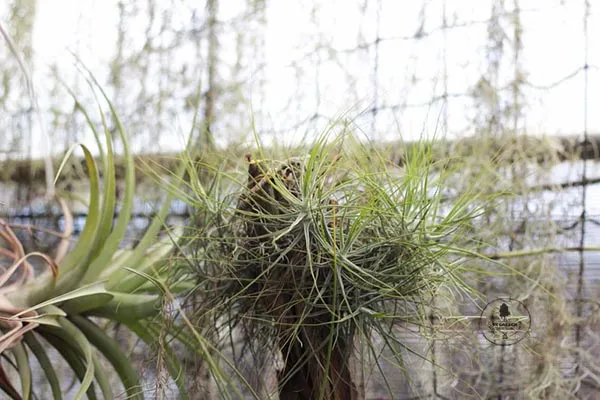 Cây Không Khí Giống Cỏ Xanh