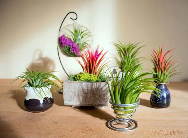 Tiểu cảnh cây không khí kết hợp ốc biển