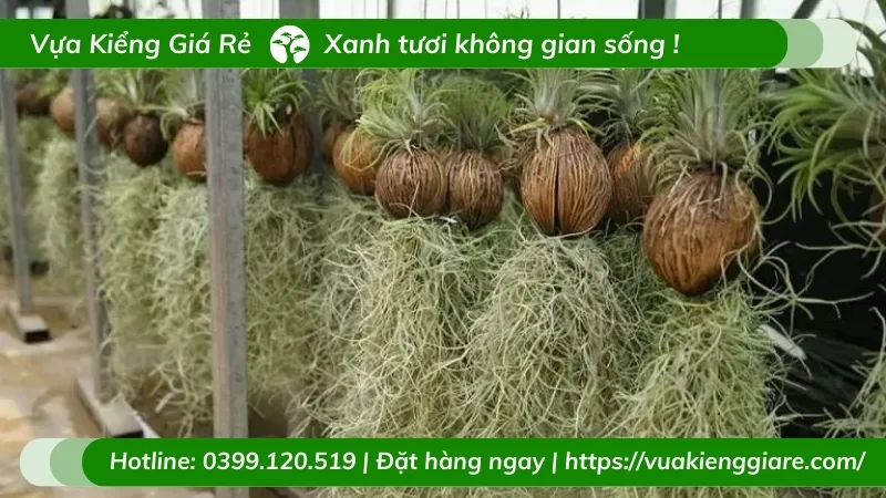 Cây không khí tóc tiên rủ dài trên cành cây