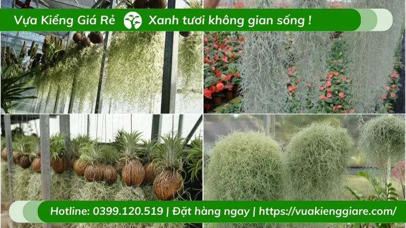 Cây không khí tóc tiên được treo trong vườn ươm